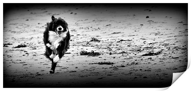 Border Collie - The Chase Print by Heather Wise