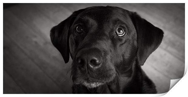 Black Labrador Print by Simon Wrigglesworth