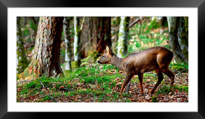 Roe deer buck Framed Mounted Print by Macrae Images