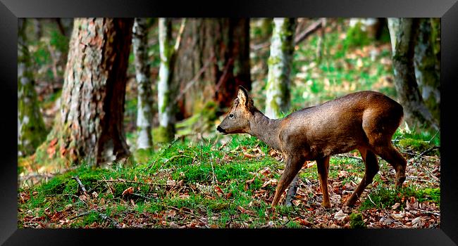 Roe deer buck Framed Print by Macrae Images