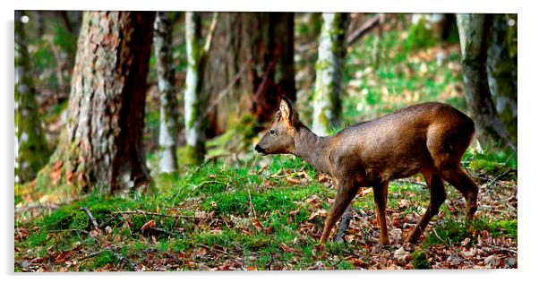 Roe deer buck Acrylic by Macrae Images