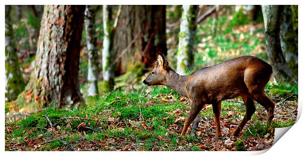 Roe deer buck Print by Macrae Images