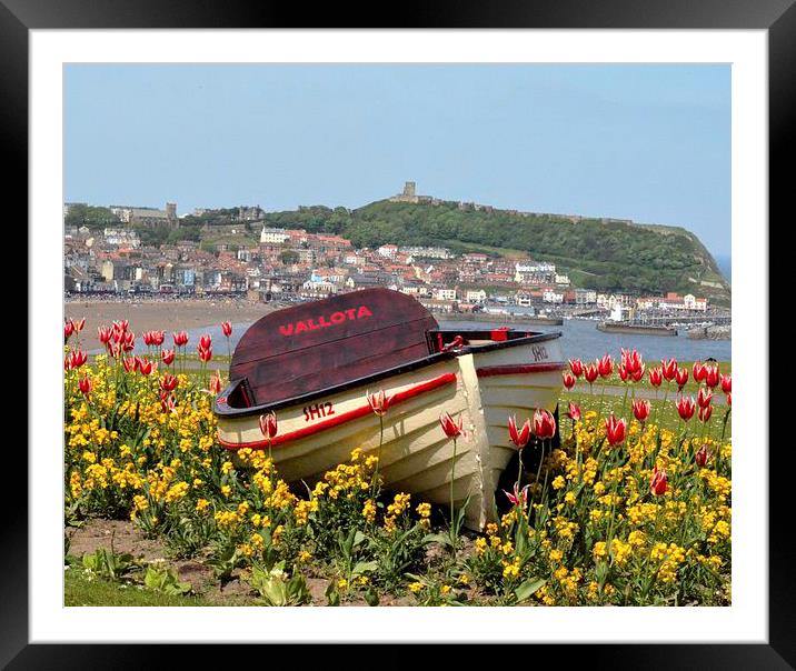 Boat in the flower Bed Framed Mounted Print by Andrew McCauley
