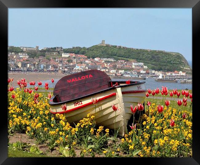 Boat in the flower Bed Framed Print by Andrew McCauley