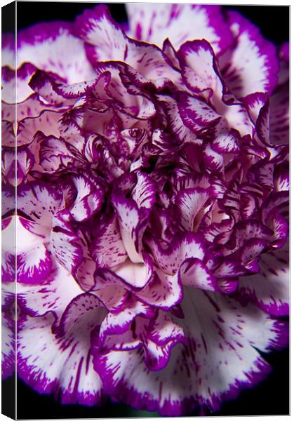 Purple carnation Canvas Print by Eddie Howland