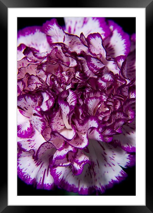 Purple carnation Framed Mounted Print by Eddie Howland