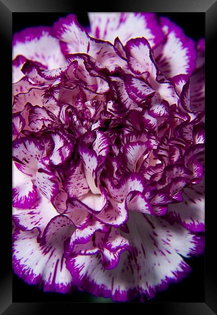 Purple carnation Framed Print by Eddie Howland