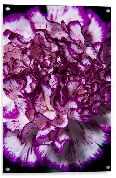 Purple carnation Acrylic by Eddie Howland