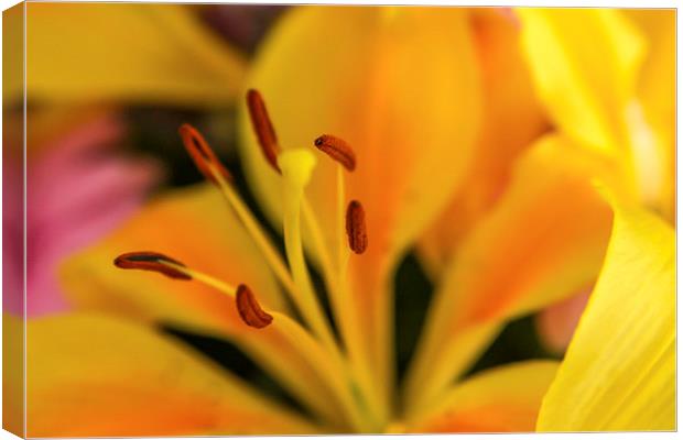 Tiger Lily II Canvas Print by Sean Wareing