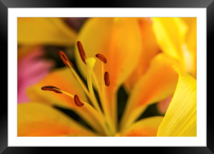 Tiger Lily II Framed Mounted Print by Sean Wareing