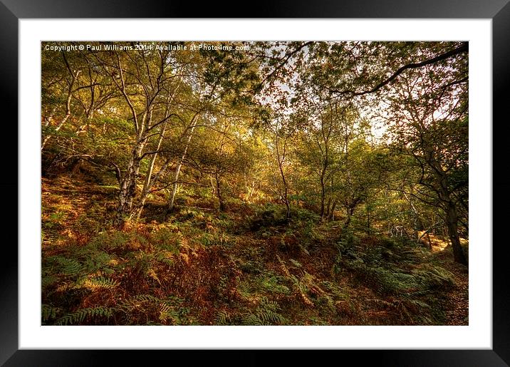 Woodland Framed Mounted Print by Paul Williams