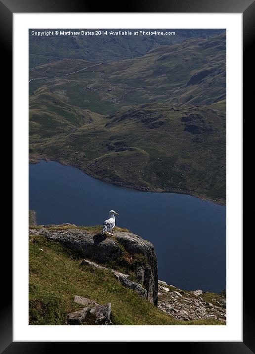 Seagull at Snowdons summit. Framed Mounted Print by Matthew Bates