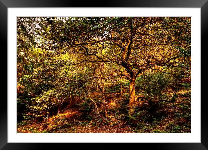 Shropshire Woodland Framed Mounted Print by Paul Williams