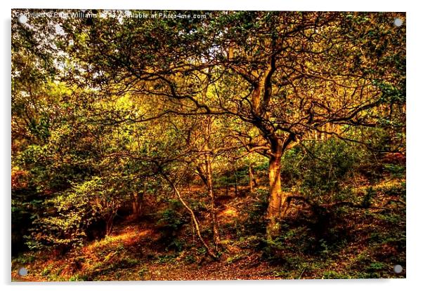 Shropshire Woodland Acrylic by Paul Williams