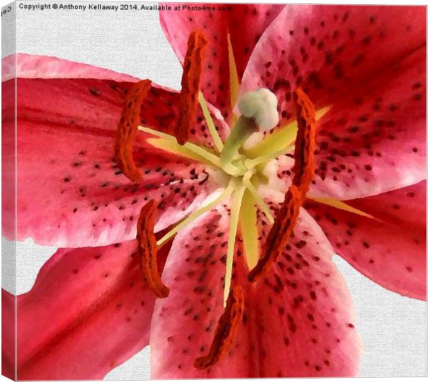 TIGER LILY IN OILS Canvas Print by Anthony Kellaway