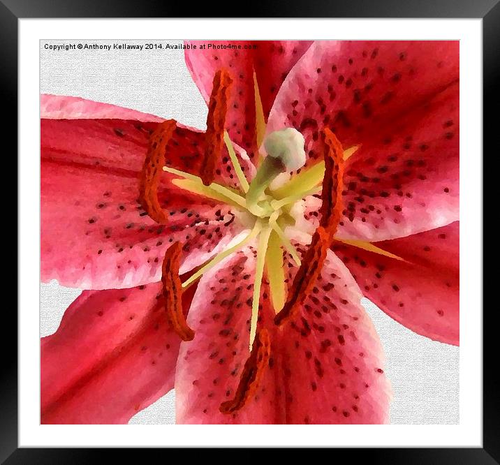 TIGER LILY IN OILS Framed Mounted Print by Anthony Kellaway