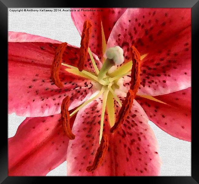 TIGER LILY IN OILS Framed Print by Anthony Kellaway