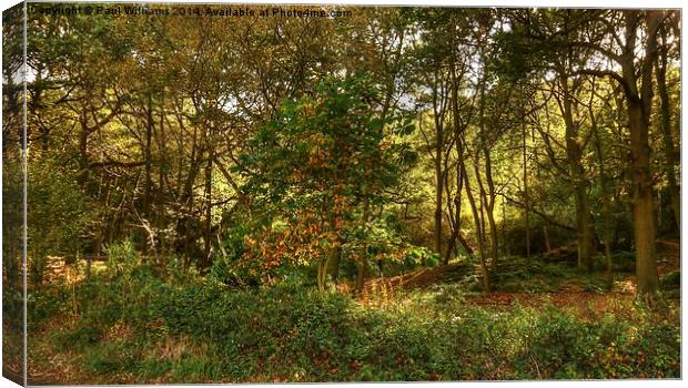 Sunlight in the Woods Canvas Print by Paul Williams