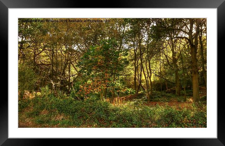 Sunlight in the Woods Framed Mounted Print by Paul Williams