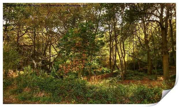 Sunlight in the Woods Print by Paul Williams