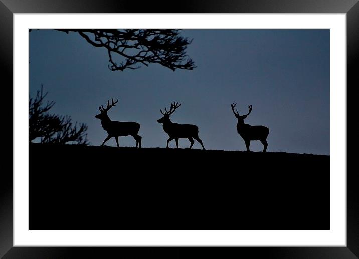 3 Stags Framed Mounted Print by Kelvin Brownsword