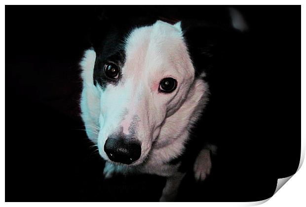 Border Collie Dog Print by Heather Wise