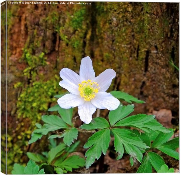 Wood Anemone Canvas Print by Diana Mower