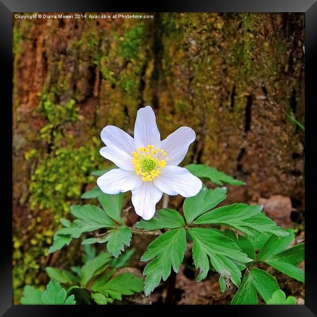 Wood Anemone Framed Print by Diana Mower