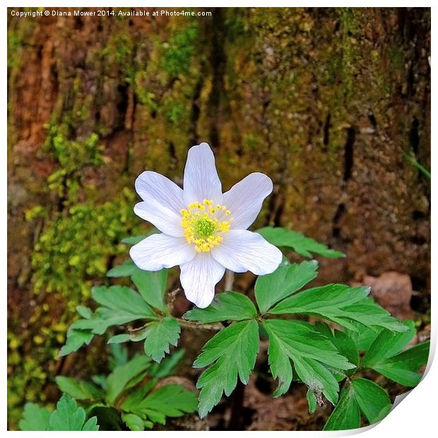 Wood Anemone Print by Diana Mower