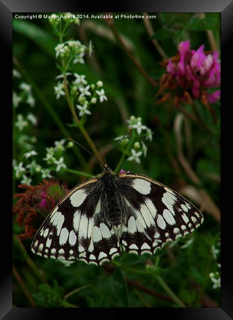 Marbled White Butterfly Framed Print by Martyn Arnold