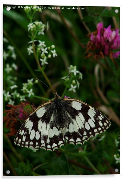 Marbled White Butterfly Acrylic by Martyn Arnold
