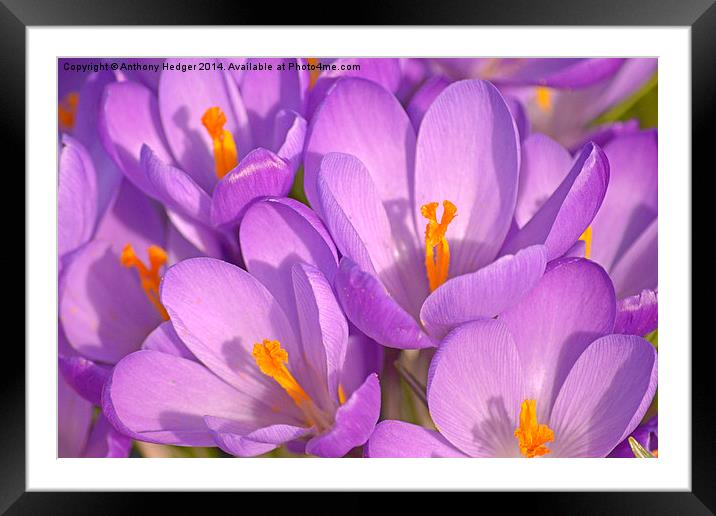Purple crocus Framed Mounted Print by Anthony Hedger