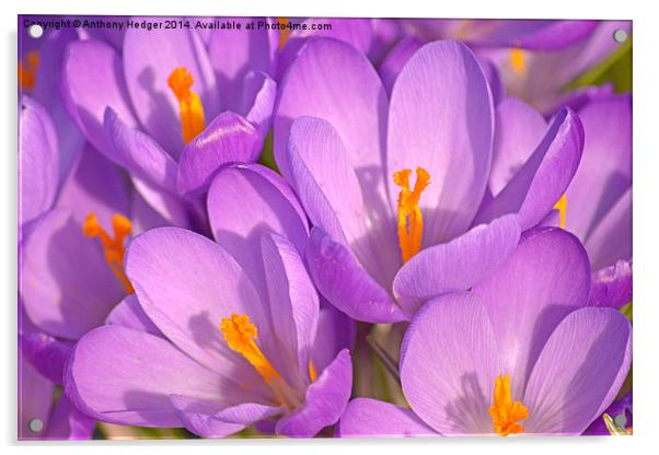 Purple crocus Acrylic by Anthony Hedger