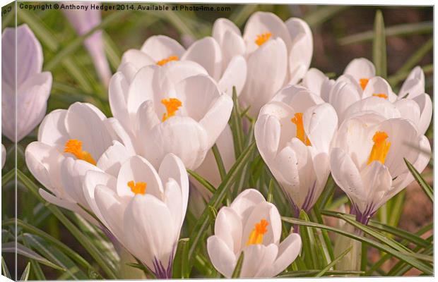 White Crocuses Canvas Print by Anthony Hedger