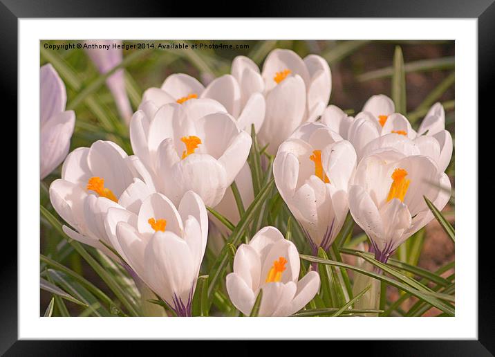 White Crocuses Framed Mounted Print by Anthony Hedger