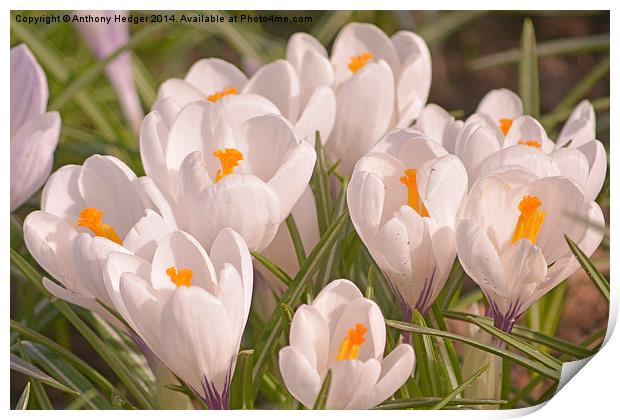 White Crocuses Print by Anthony Hedger