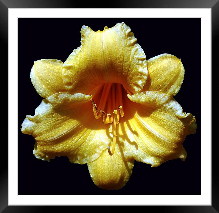 The Perfect Lily Framed Mounted Print by james balzano, jr.