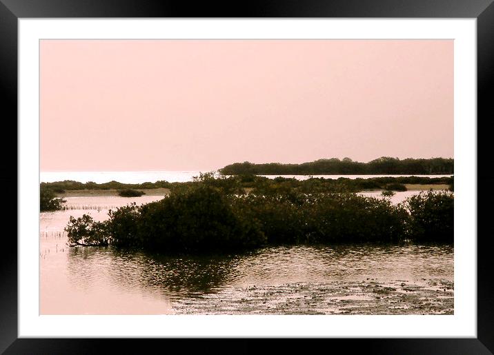 Mangroves at dawn, Bir Shelateen Framed Mounted Print by Jacqueline Burrell