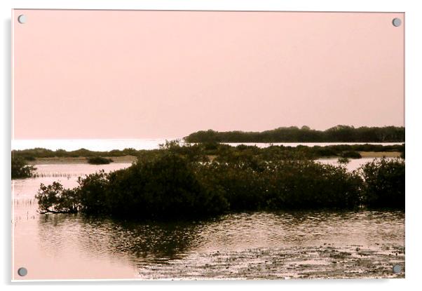 Mangroves at dawn, Bir Shelateen Acrylic by Jacqueline Burrell