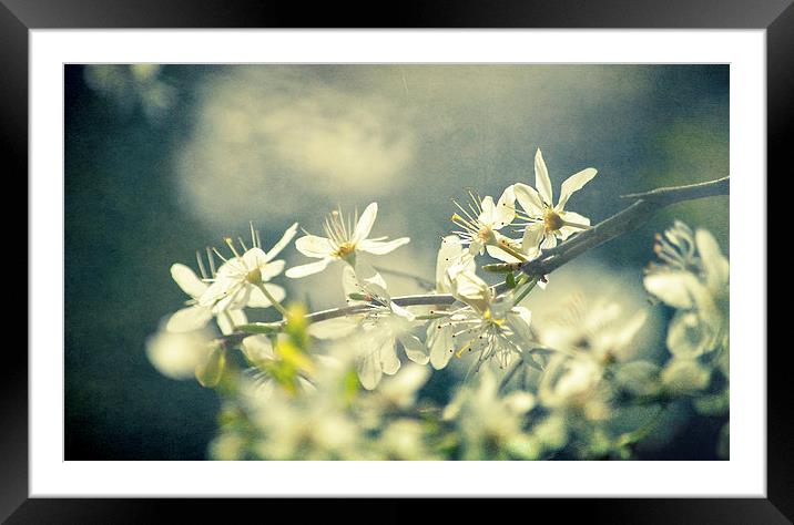 Hazy afternoon light Framed Mounted Print by Dawn Cox