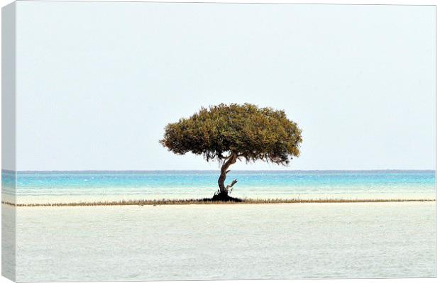 Old Mangrove Tree Canvas Print by Jacqueline Burrell