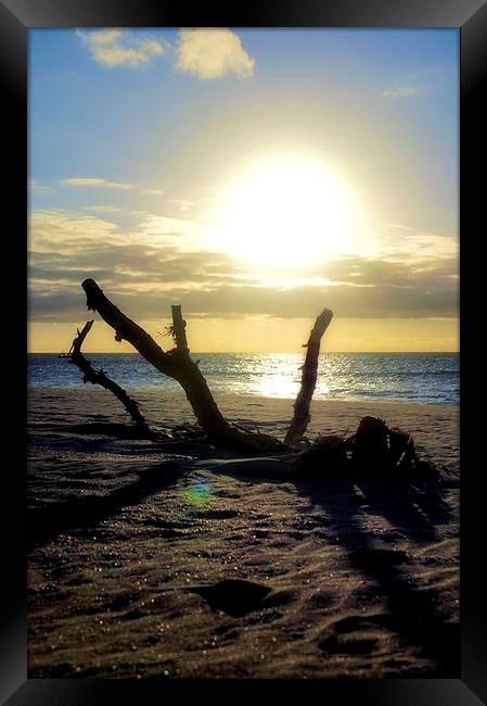 Desert Island Driftwood Sunset Framed Print by Brian  Raggatt