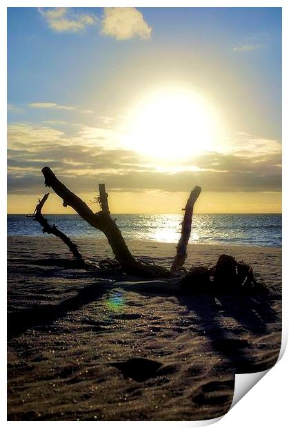 Desert Island Driftwood Sunset Print by Brian  Raggatt