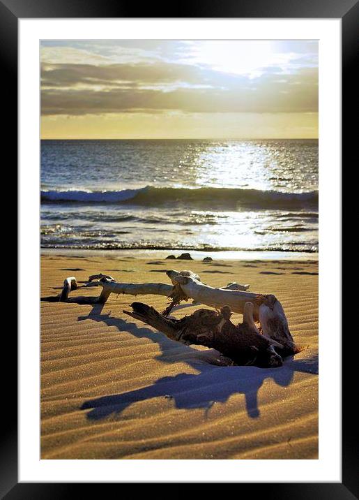 Sunset Driftwood Framed Mounted Print by Brian  Raggatt