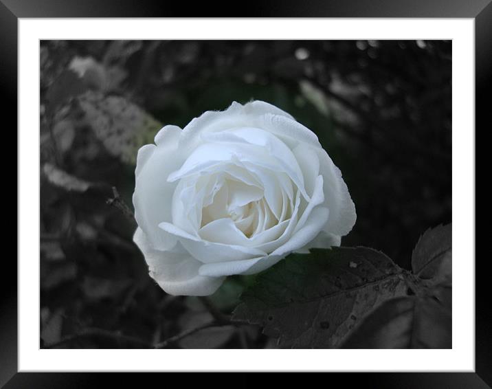 Rose blanche Framed Mounted Print by mazet aurelia