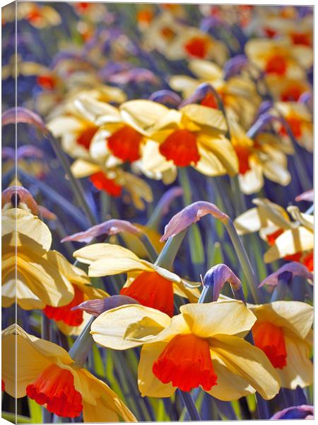 Daffodil Days Canvas Print by Darren Burroughs