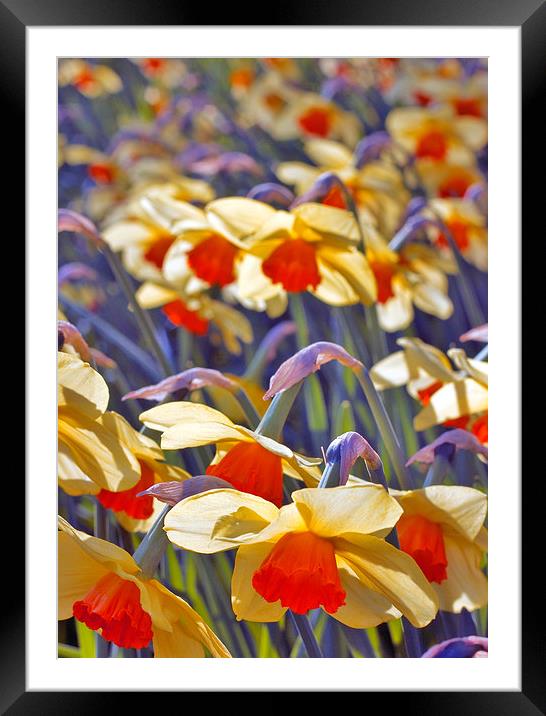 Daffodil Days Framed Mounted Print by Darren Burroughs