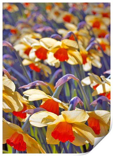 Daffodil Days Print by Darren Burroughs
