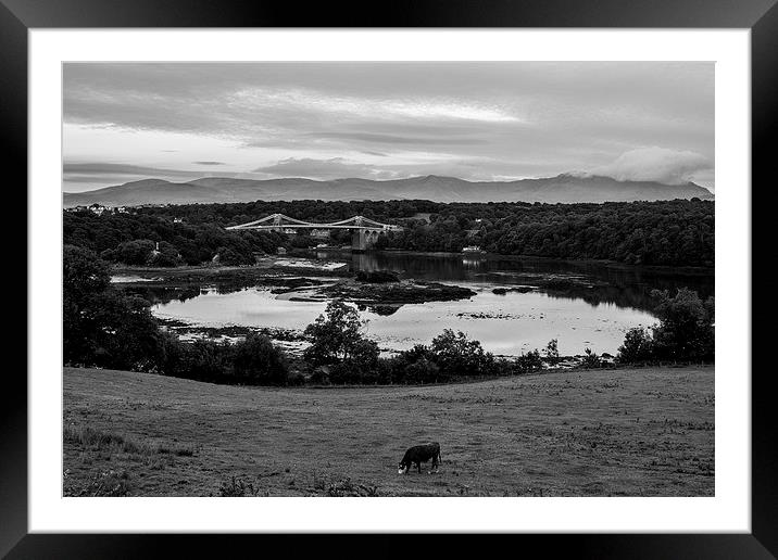 Lone Cow wandering Framed Mounted Print by David Barber
