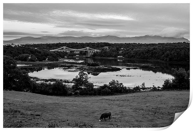 Lone Cow wandering Print by David Barber